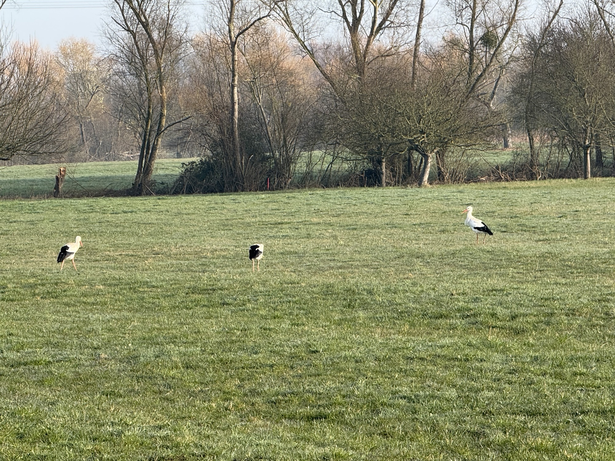 Störche, Thermen, Radwege: Mein Wochenende in Baden-Württemberg