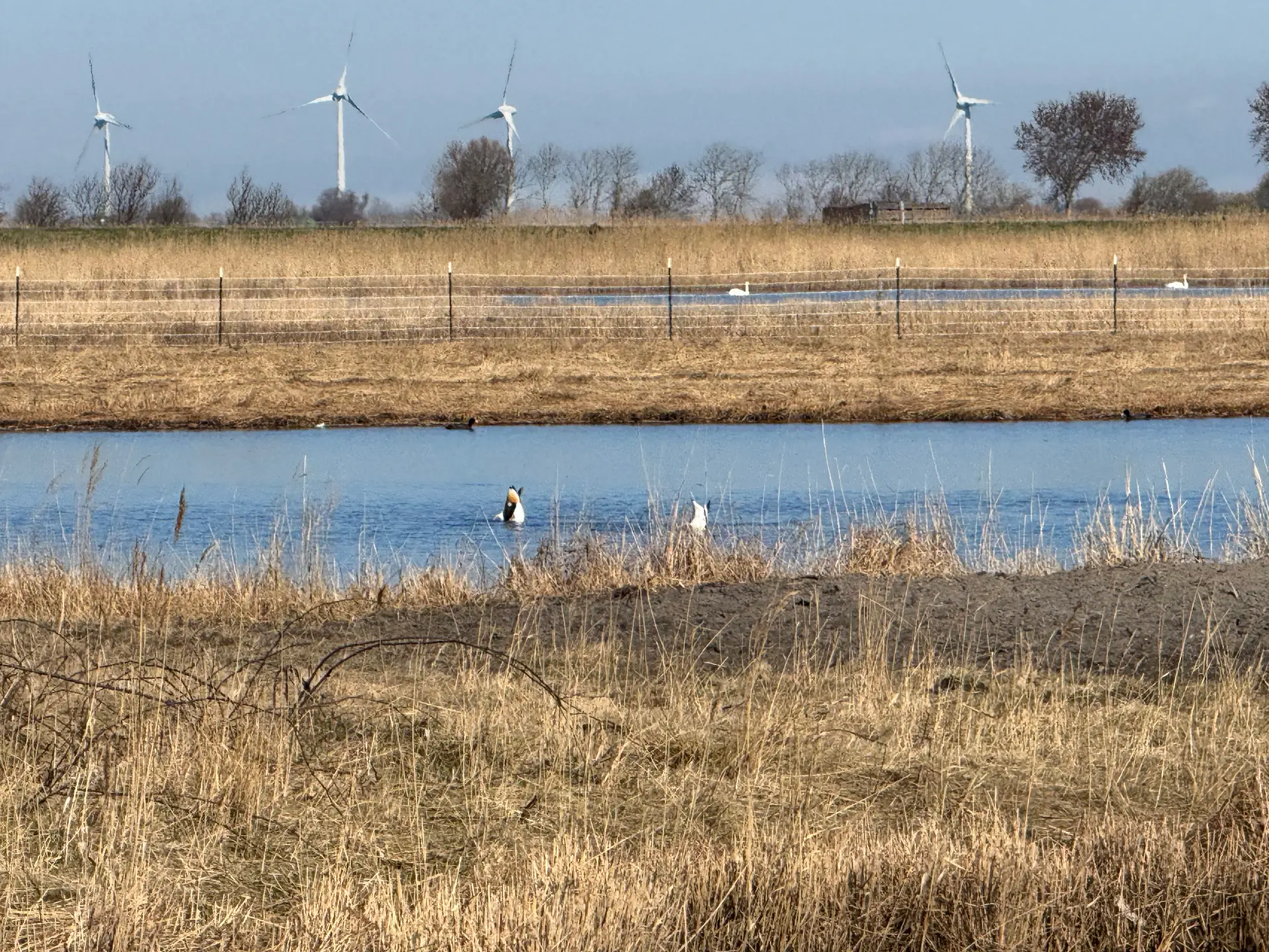 Fehmarn Finale: Vögel, Wind und weite Deiche