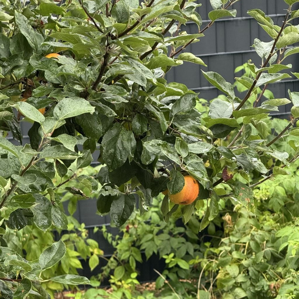Müsli-Upgrade im Enkeldienst: Warum Gartenäpfel besser schmecken