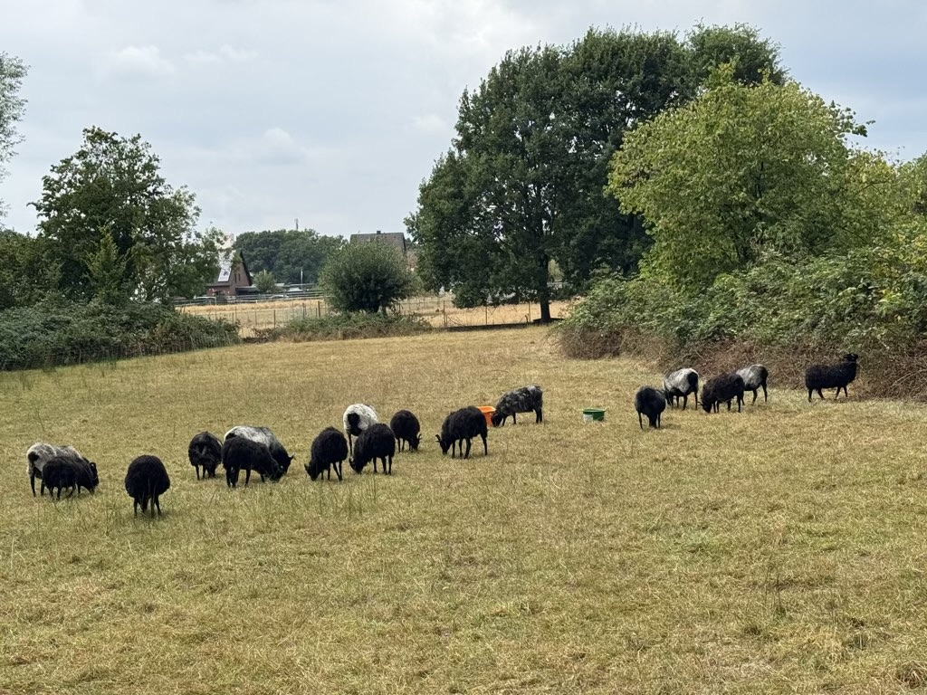 Radtour Langenfeld 2026: Schwanenmühle, Götsche & Haus Graven und ein paar Schafe