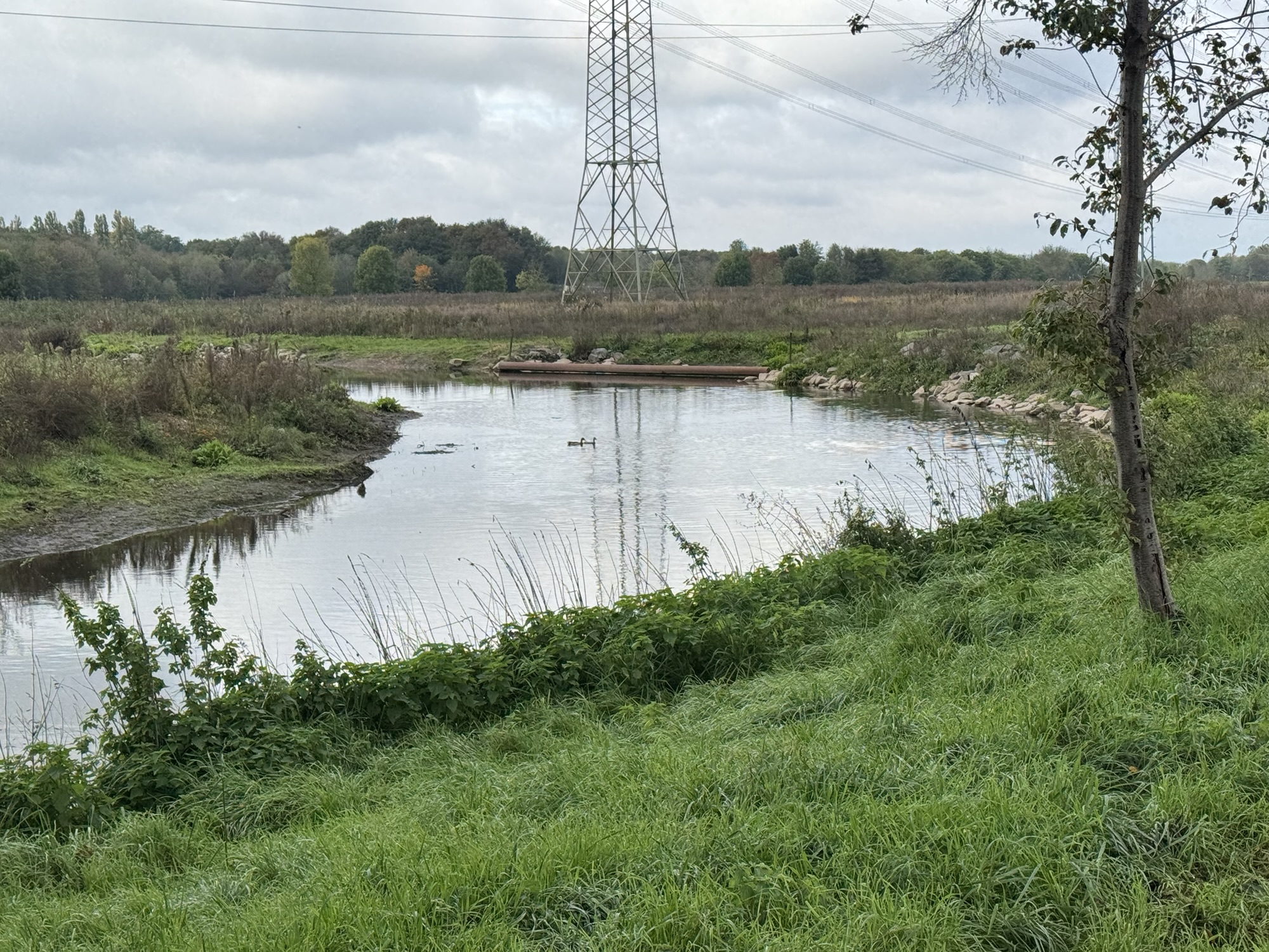Flusslauf der Erft mit einer sanften Flusskurve, grünen Uferwiesen und einem Strommast im Hintergrund.